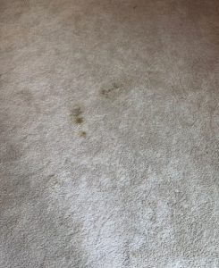Pet Stain Carpet Before Germantown TN