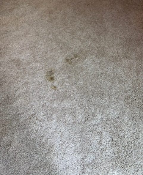 Germantown TN pet stains