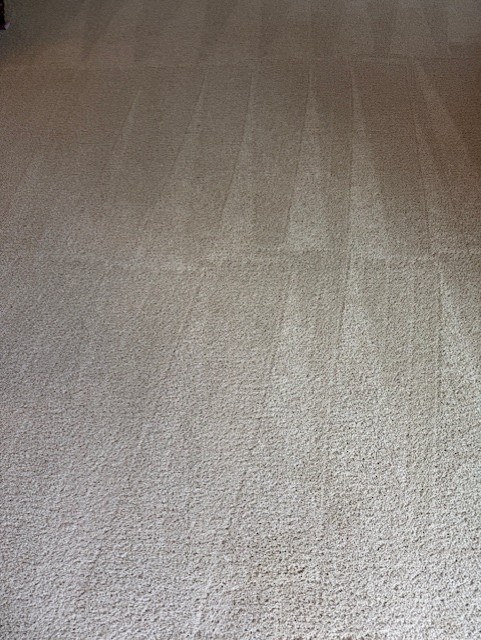 clean carpet