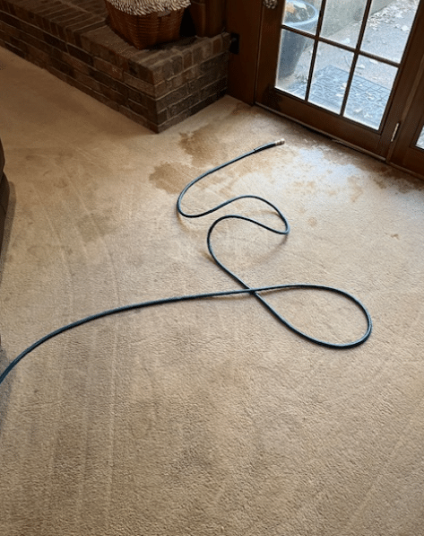 Pet Stains in Collierville